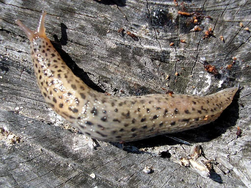 Limax maximus (Linnaeus 1758)  da Venezia